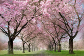 Aperturee - Blooming Trees Spring Scene Backdrop For Portrait