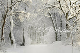 Aperturee - Christmas Winter Snow Snowy Forest Photography Backdrop