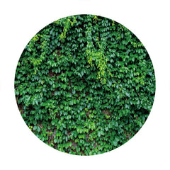 Aperturee - Dark Green Custom Round Birthday Party Backdrop