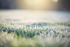 Aperturee - Field Flowers Spring Wedding Backdrop For Portrait