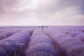Aperturee - Lavender Field Spring Photography Backdrop For Portrait