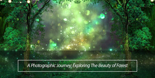 A Photographic Journey: Exploring The Beauty of Forest - Aperturee