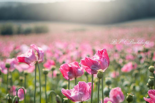 Aperturee - Pink Tulip Field Pink Flowers Portrait Spring Backdrop