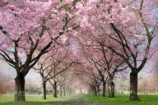 Aperturee - Blooming Trees Spring Scene Backdrop For Portrait