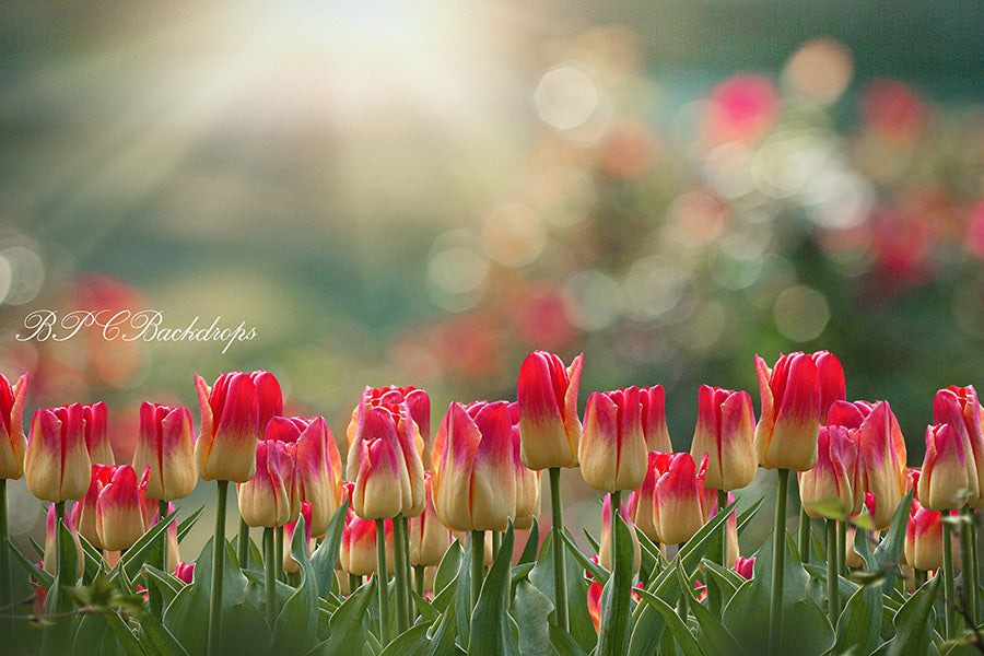 Aperturee - Flowers Tulips Spring Summer Photography Backdrop
