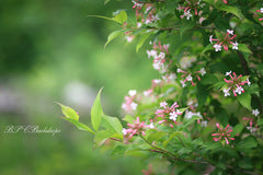 Aperturee - Pink Flower Blooming Tree Spring Portrait Backdrop